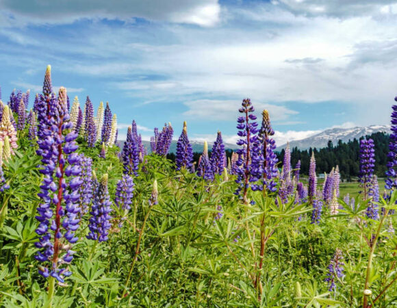 Magnificent Kashmir with Pahalgam and Gulmarg  6 nights/7 days